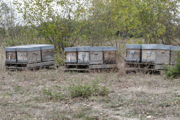 Fototapeta na wymiar bee hives in Languedoc