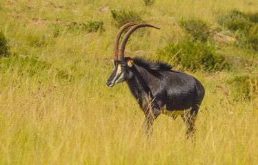 Closeup portrait of a cute and majestic Sable antelope in Johannesburg game reserve South Africa