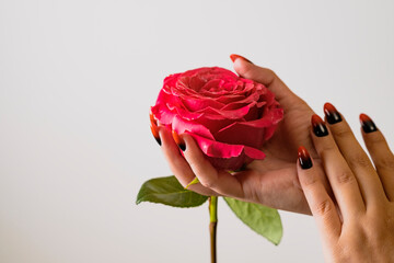 Pink rose in woman's hand with manicure on white background. Unknown caucasian human hand stroking rosebud gently. - obrazy, fototapety, plakaty