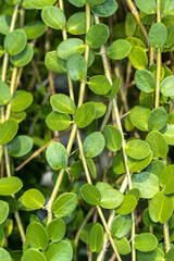 Leaves of Bush Hoya (Hoya cumingiana)