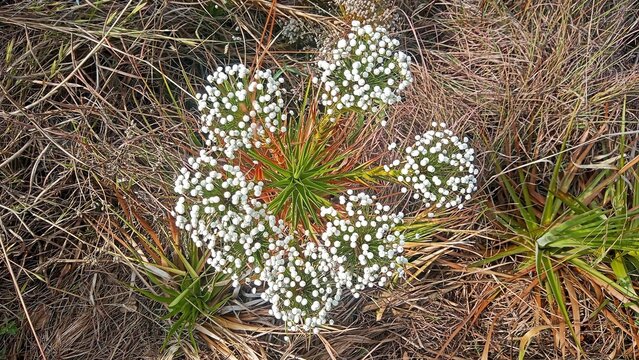 Paepalanthus polyanthus
