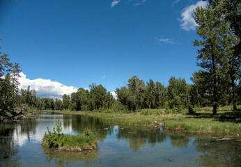 Fototapeta na wymiar Landscape with river and trees, Inglewood Bird Sanctuary, Calgary, Canada