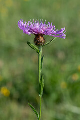 Centaurea jacea - Brown knapweed - Centaurée jacée - Tête de moineau