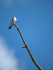 Bird on a branch, Inglewood Bird Sanctuary, Calgary, Canada
