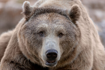 close-up of an adult grizzly bear