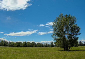 Obraz premium Trees in the field, Inglewood Bird Sanctuary, Calgary, Canada