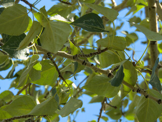 Leaves texture, Inglewood Bird Sanctuary, Calgary, Canada