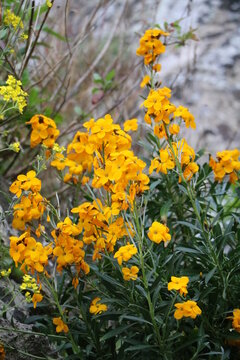 Erysimum cheiri yellow flowers in spring, Italy