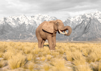african elephant is eating in plains and mountains side view with copy space