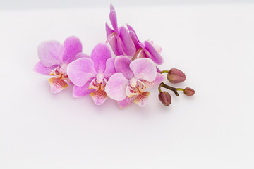Naklejka na ściany i meble Pink orchid isolated on white background.