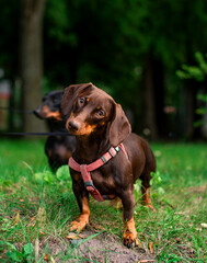 The dachshund is brown for up to six months. The dog stands on a background of blurredgreen grass trees and another dachshund. The dog looks directly interested. The photo is blurred.