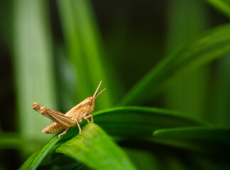 Grasshopper