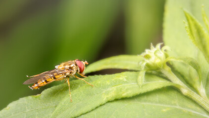 Hoverfly