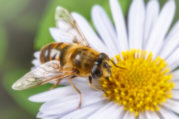 Hoverfly