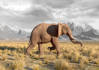 Fototapeta na wymiar african elephant is walking fast in plains and mountains side view
