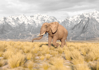 Fototapeta premium african elephant is walking fast in plains and mountains