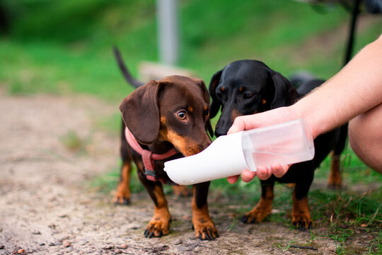 Two dachshunds, one brown and one black, drink water from portable water bottle for dogs. Dogs on the background of blurred grass. The photo is blurred
