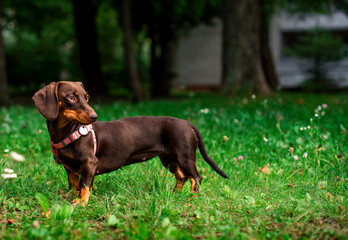 The dachshund is brown to her half year. The dog stands on a background of blurred green grass and trees. The dog has a leash and a collar around its neck. The photo is blurred.