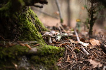 edible mushrooms in the autumn forest on moss-covered trees