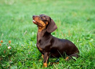 The dachshund is brown for up to six months. The dog sits on a background of blurred green grass The dog looks up. The photo is blurred.