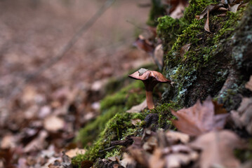 edible mushrooms in the autumn forest on moss-covered trees