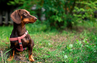 The dachshund is brown to her half year. The dog sits on a background of blurred green grass and trees. The dog has a leash and a collar around its neck. The photo is blurred.