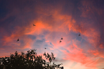 sunset with birds