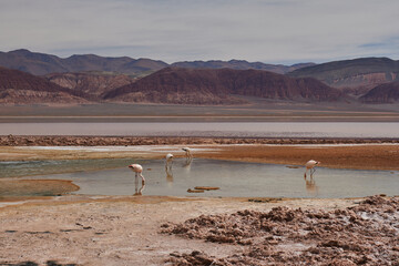Lagunas Carachi Pampa, Catamarca, Argentina