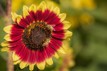 Two Bumble Bees on a Red and Yellow Sunflower