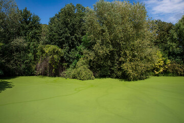 pond covered with green duckweed on the surface, with trees around

