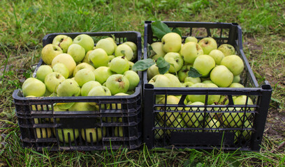 Apples in a plastic black box in garden