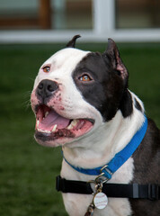 Smiling black and white pitbull with cropped ears