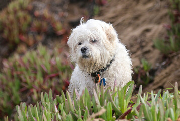 Mixed breed dog in the ice plant posing for a portrait