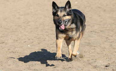 Happy German Shepherd running in the sand