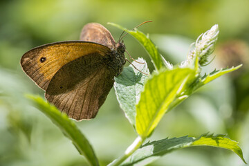 The Meadow Brown butterfly