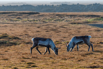 The reindeer (Rangifer tarandus), also known as the caribou in North America, is a species of deer with circumpolar distribution.