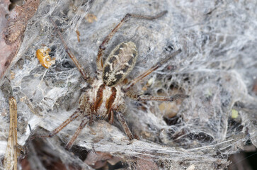 Une araignée du genre Agelena sur sa toile