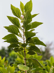 American beautyberry