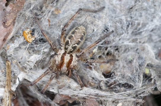 Une araign&eacute;e du genre Agelena sur sa toile