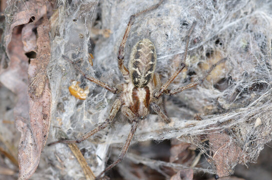 Une araign&eacute;e du genre Agelena sur sa toile