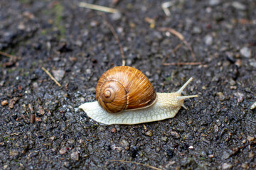 Snail close up. cochlea.