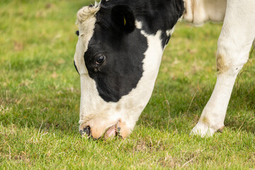 Close up portrait of the head of a Friesian Cow