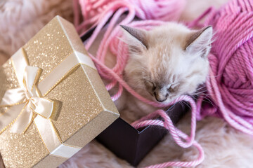 A delightful brindle kitten close-up on a gray background with balls of thread.