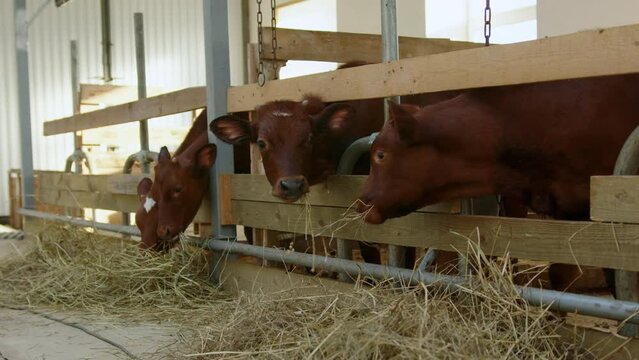 Four young brown cow calves is eating hay in modern cowshed on milky meat farm.