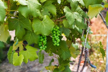 Green grapes on the vine