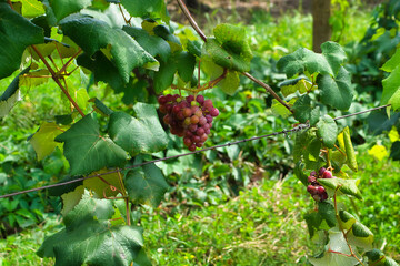red grapes on a vine
