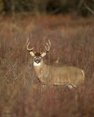Very large, mature Whitetail buck in meadow during the autumn hunting season