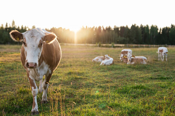 Cow and calves on a green field. Österbotten/Pohjanmaa, Finland