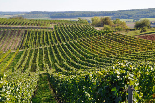 rheinhessische sp&auml;tsommerlandschaft im weinberg