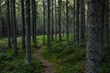 Fototapeta na wymiar Path in the forest. Malax/Maalahti, Finland